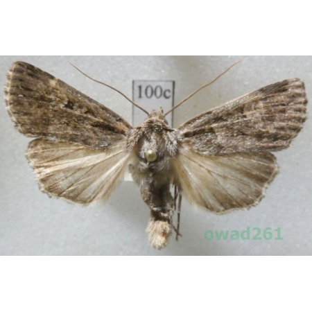 Dichagyris nigrescens (Höfner, 1888) Slovakia100c